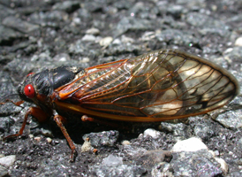 Periodical Cicada